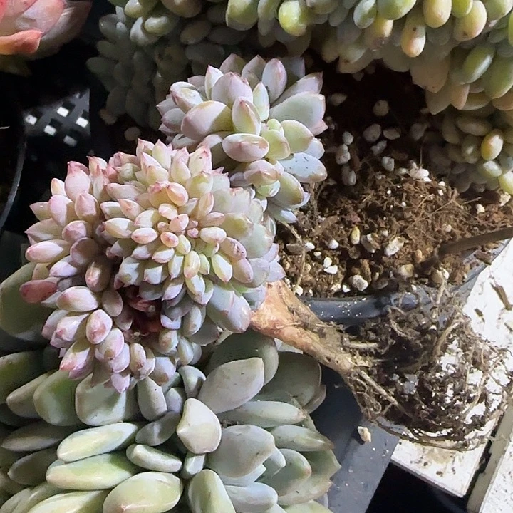 骑***姨青蛙王子儿童牙膏11