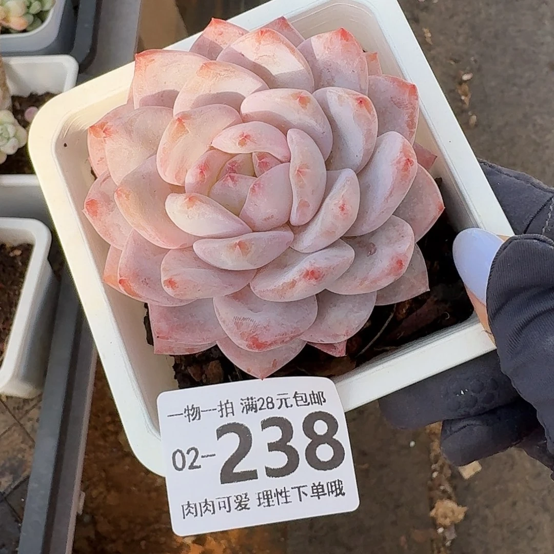 橙梦露无盆土发货无