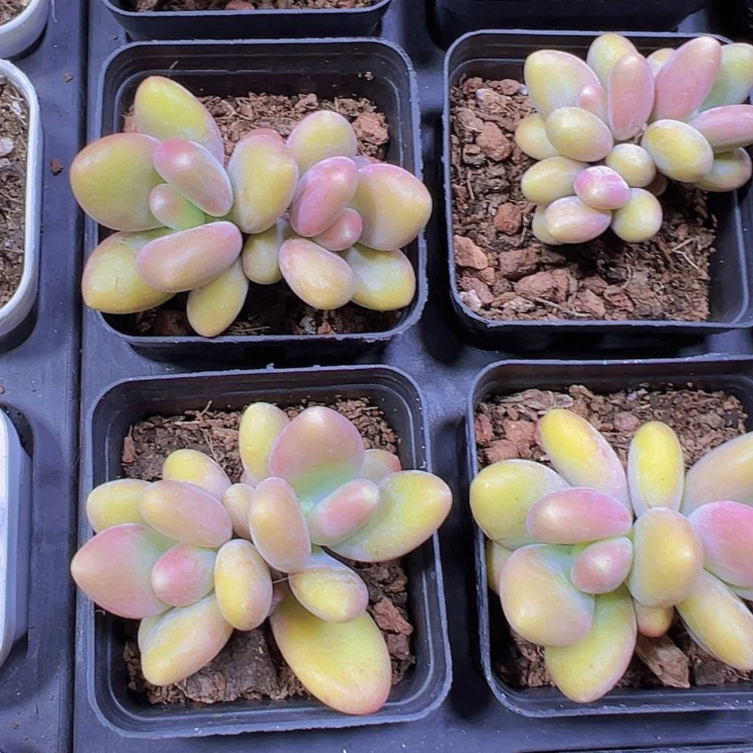 双头芒果奶19包邮多肉