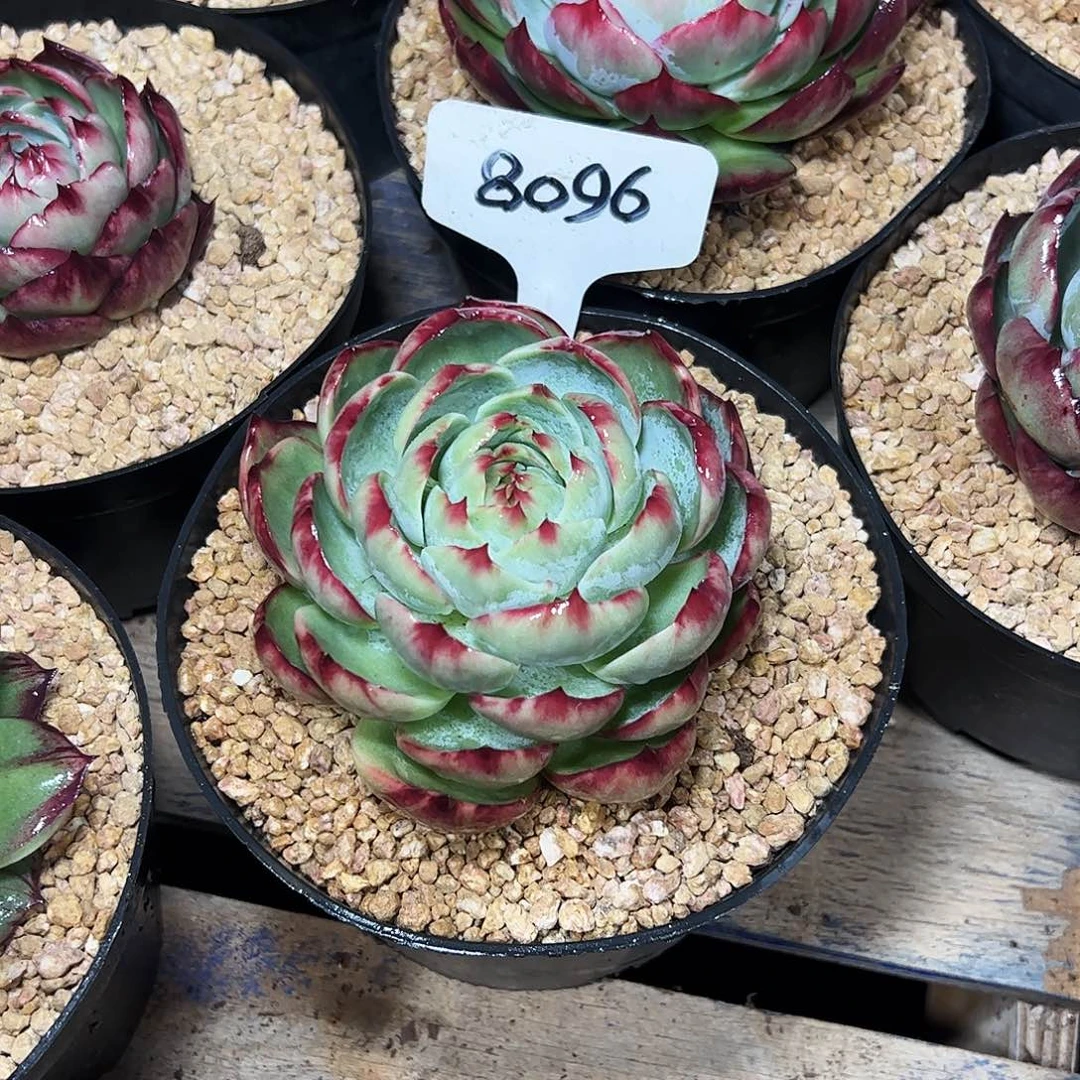 好***好惊鸿仙子一物一拍8096号