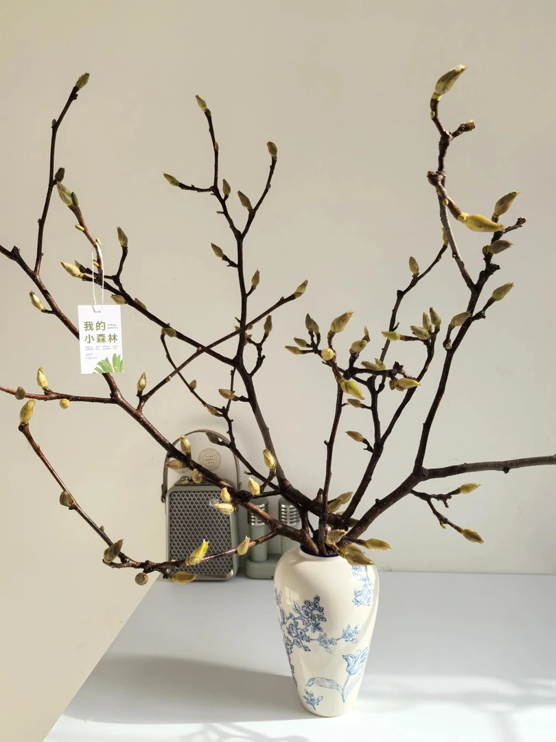 [玉兰枝]小众氛围感花材 可做干花