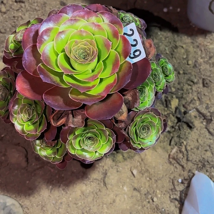 229魅金多肉植物不售后