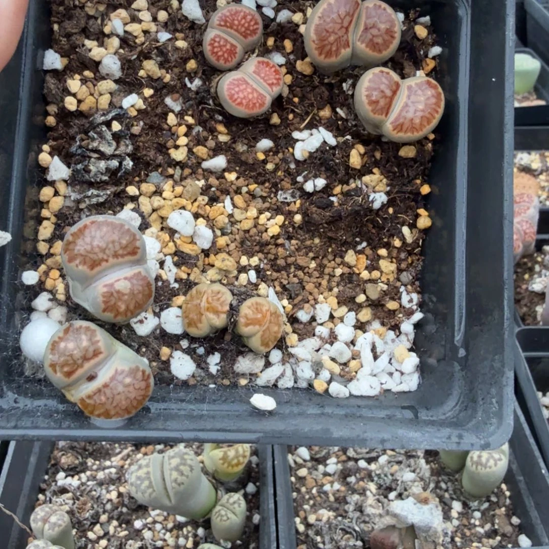 得***吧多肉植物和植物的生长11