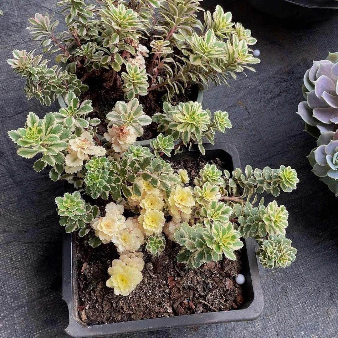 浙***和亚特兰蒂斯多肉植物群2颗