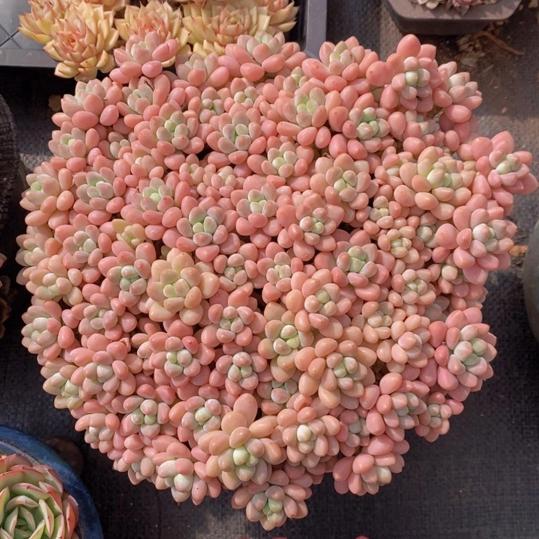 奶酪蛋糕 一物一拍。