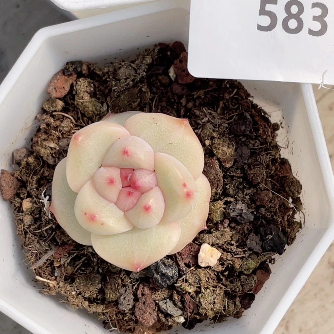 晨**x583号糖心冰心珍妮2