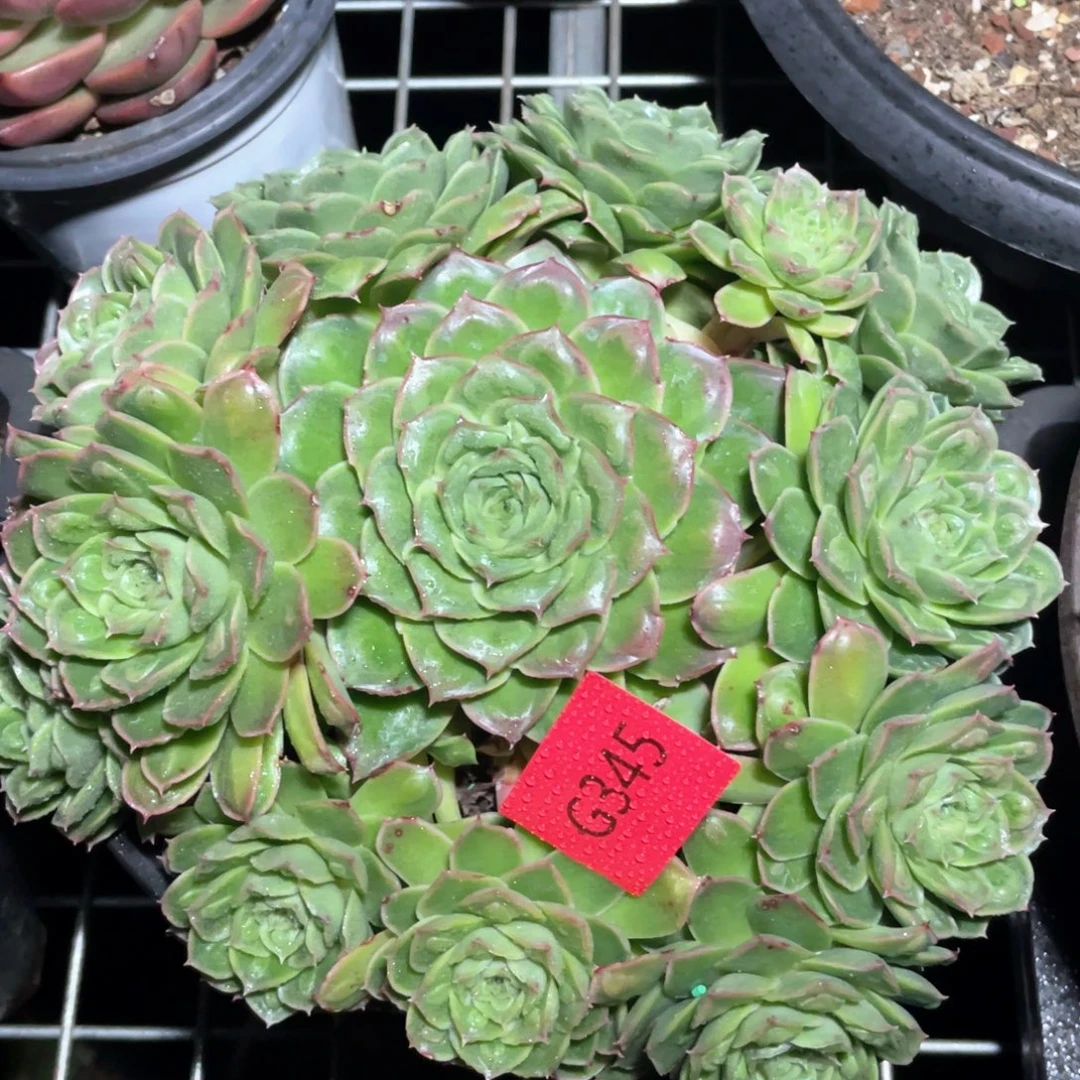 多肉植物多肉植物345