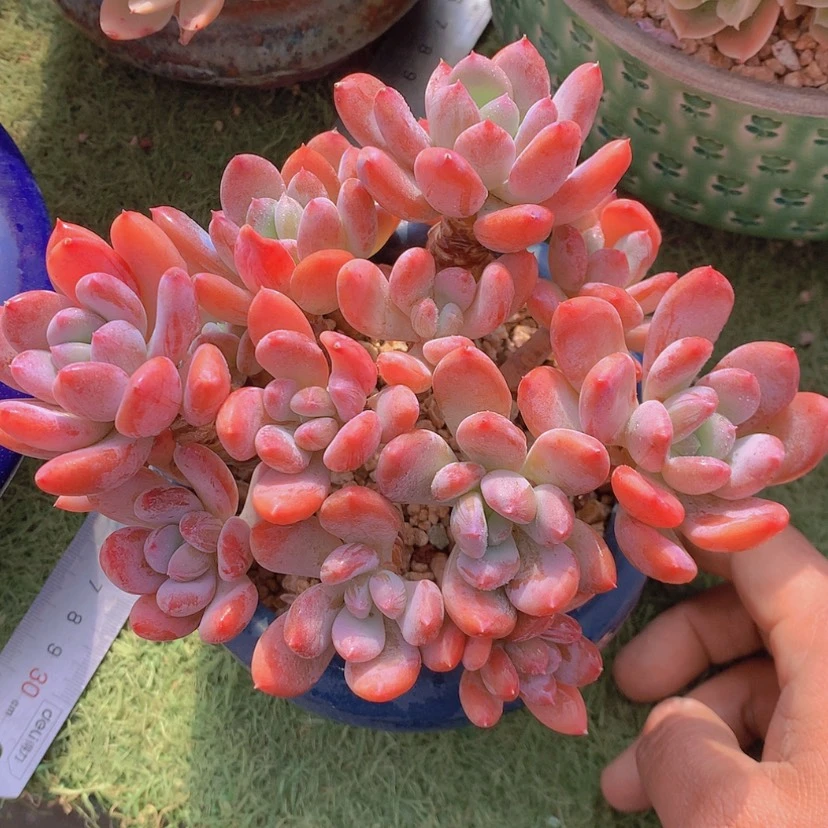 【闪购商品】彩虹灰姑娘