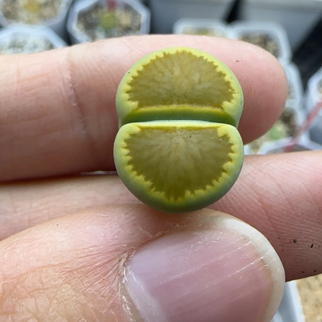 847 清框福利30包邮