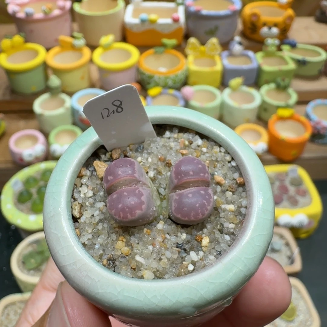 蘑菇1146红橄榄多肉植物