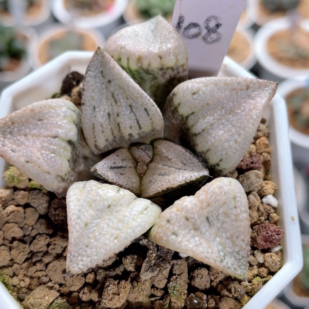 山*-108实生白银。