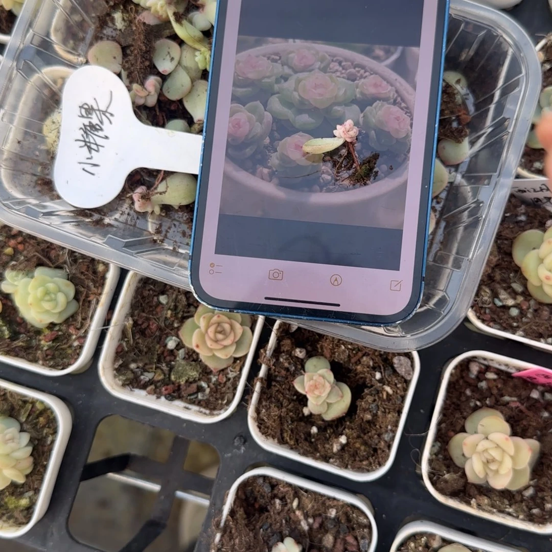 银行狗小糖果芝麻穴一个1床满25包邮