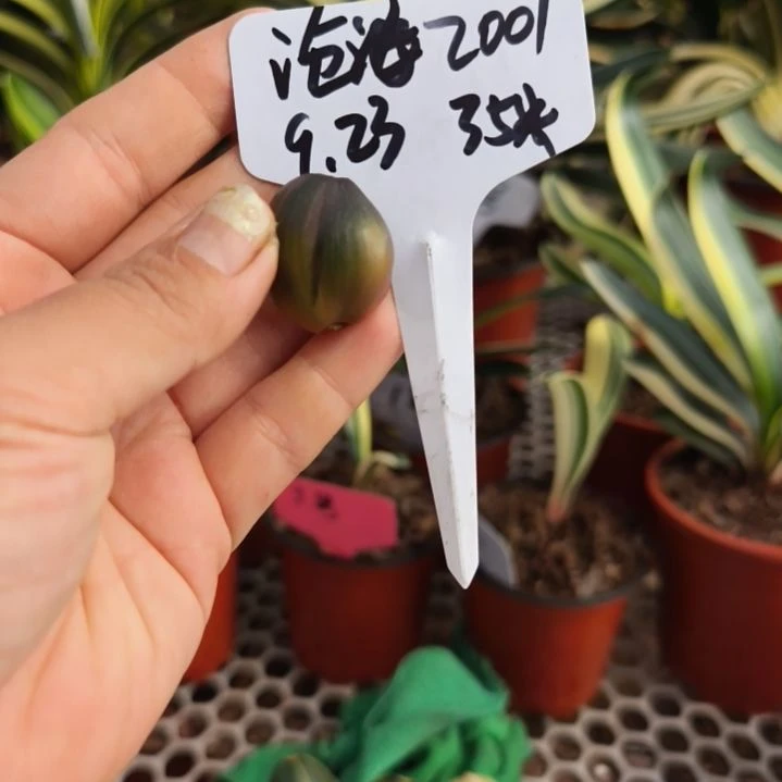 沧***1完全开放中午福利35