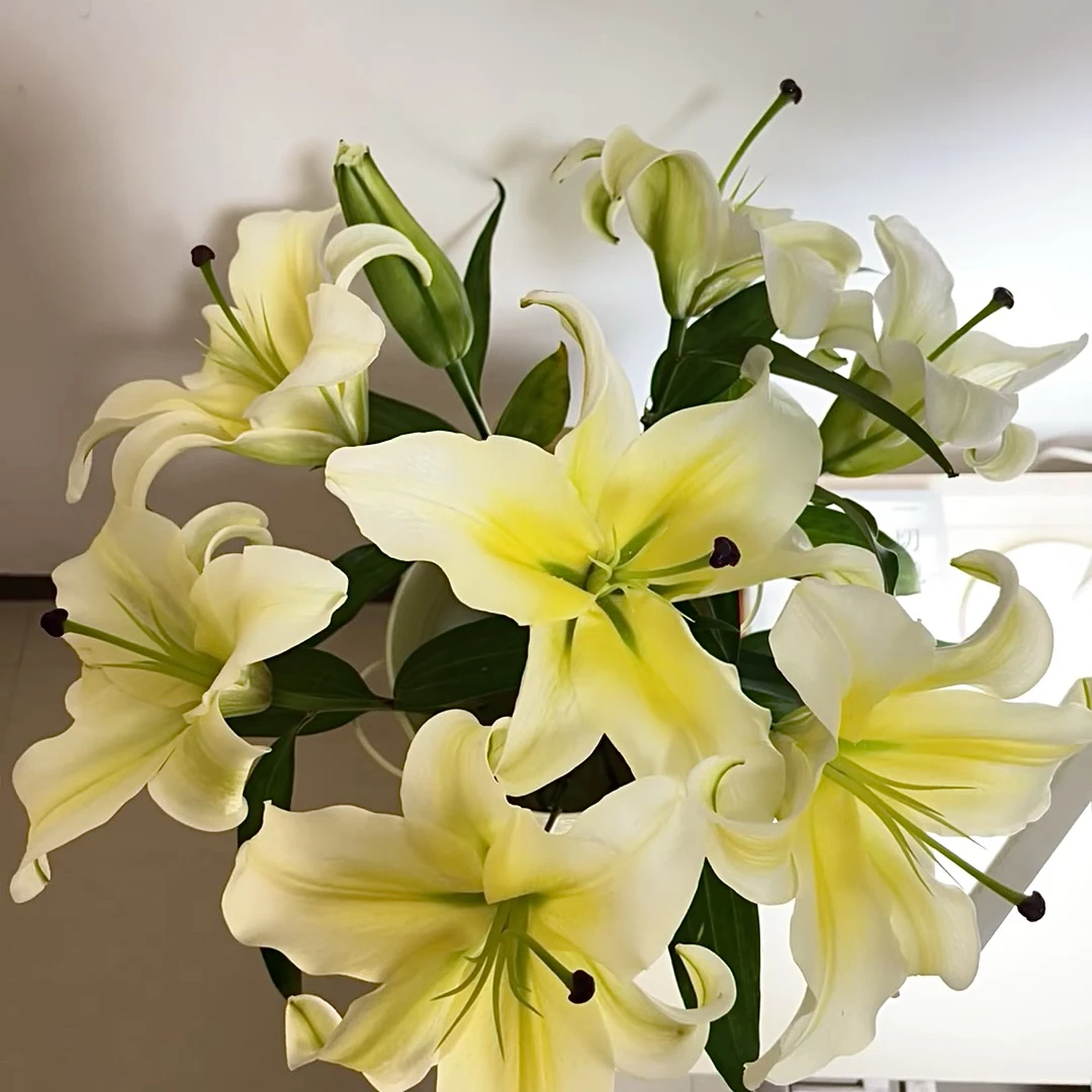 四季可种1棵【黄天霸】17/19进口香水百合花球