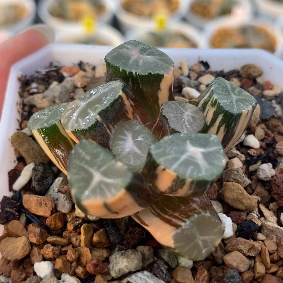47玉龙万象锦一物拍