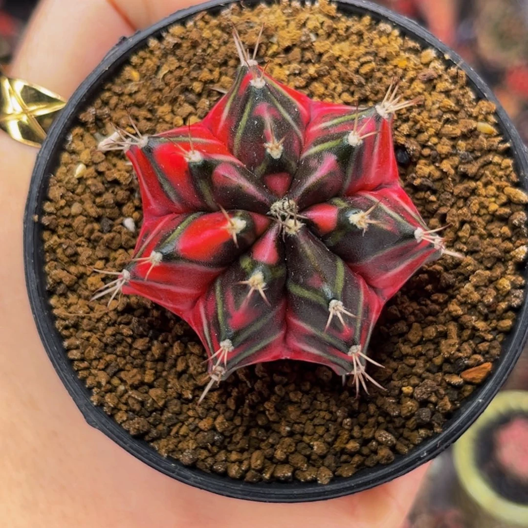 焰火  米哈仙人球