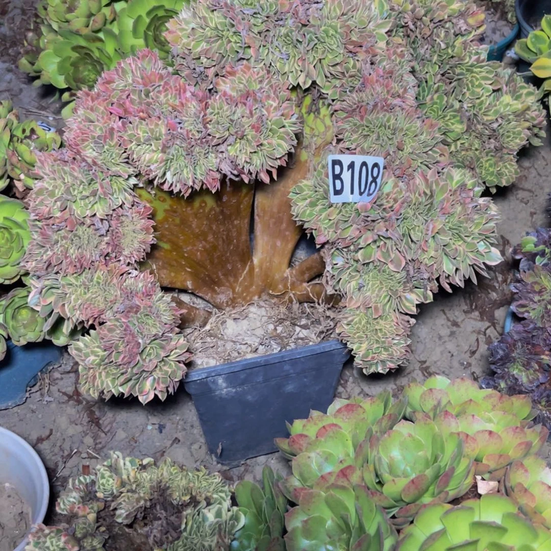 女神法师14//////43包邮