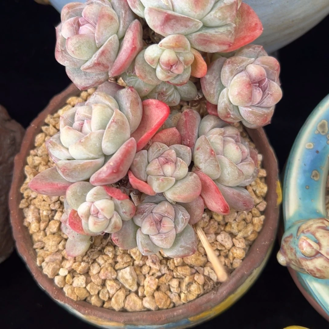 ?****新年快乐 新年快乐