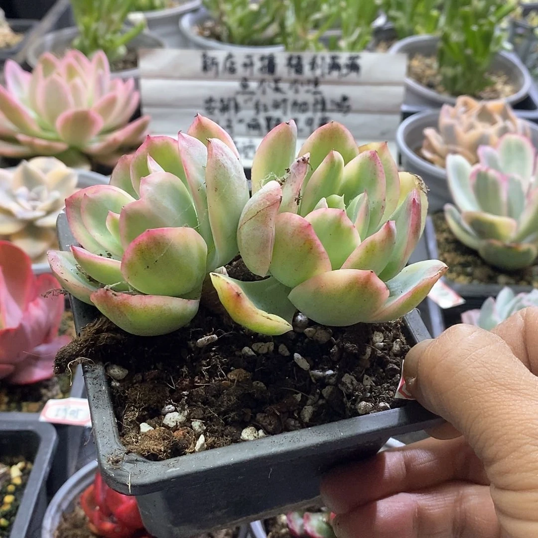 1935绮罗白腹轮锦多肉