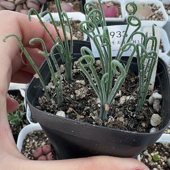 老马生石花细毛卷933