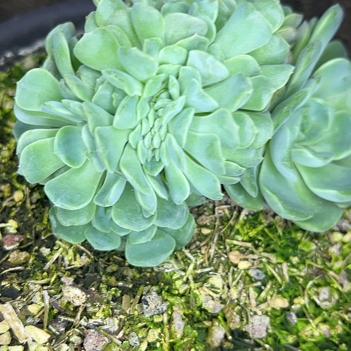 ～***～融晶缀化，一物一拍