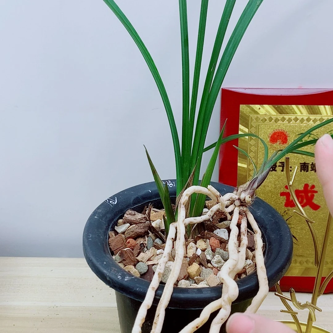 当前无花朵，栽培后可花朵