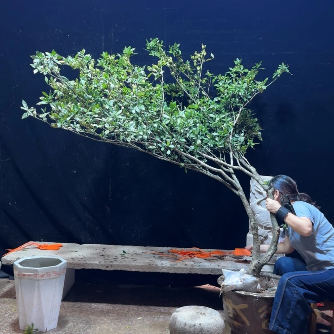 何***.完全开放栀子花造型树一物一拍