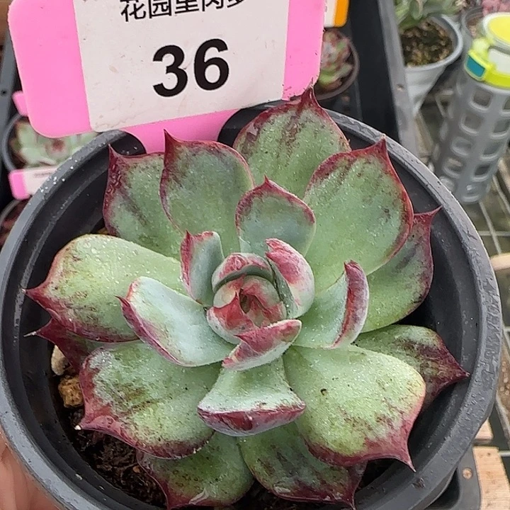 36 惊鸿仙子多肉植物