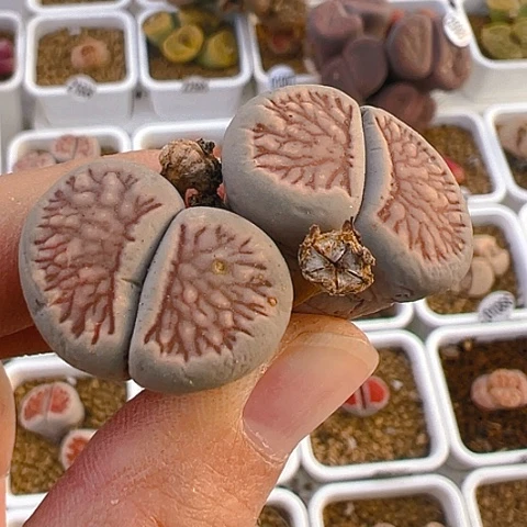 【闪购商品】25751