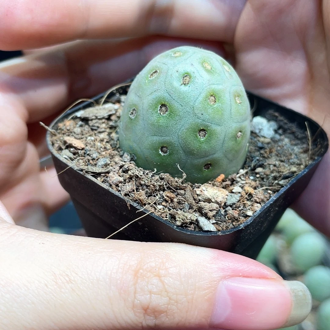 3.3cm自根绿皮洞洞习志野