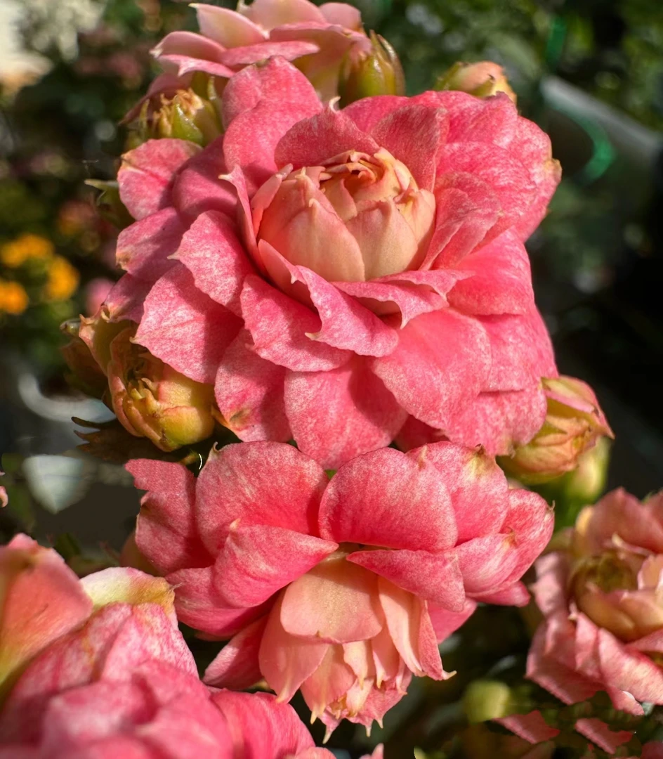 【沉鱼落雁】稀有长寿花盆栽大花重瓣四季开花带花苞室内外花卉直销