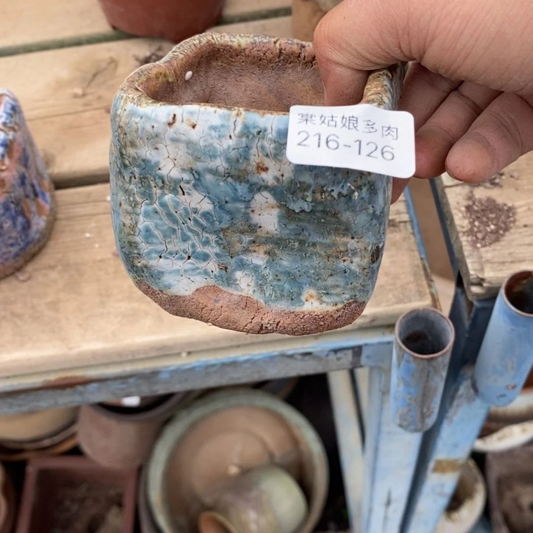 红陶时**雨126号多肉盆一个呀