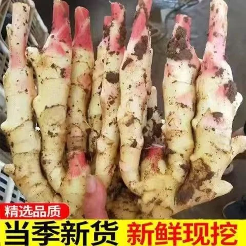 新鲜现挖红芽嫩姜广西子仔姜5斤当季农家蔬菜脆嫩大泡姜整箱批发
