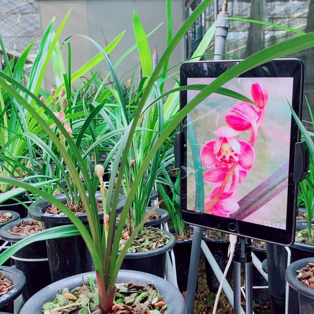 当前无花栽培后可以开花