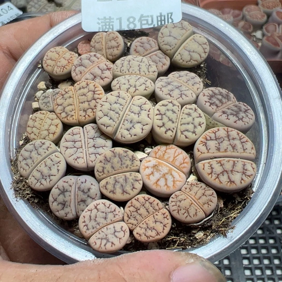 【闪购商品】 1111。