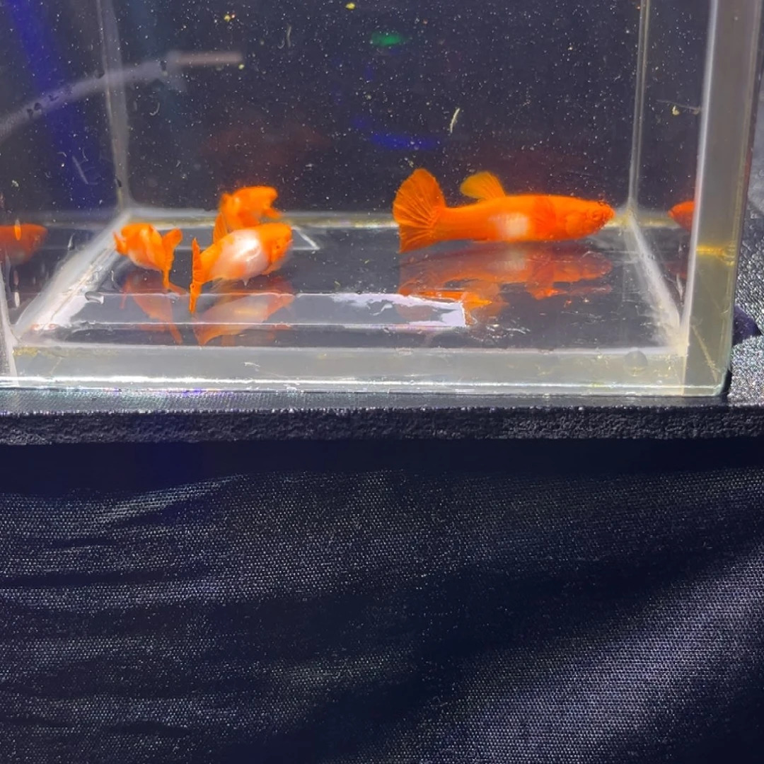 孔雀鱼孔雀鱼孔雀鱼5