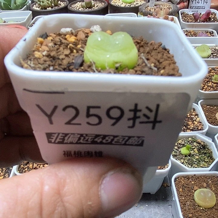 橘**廿拉登一物一拍259号1.7厘米左右