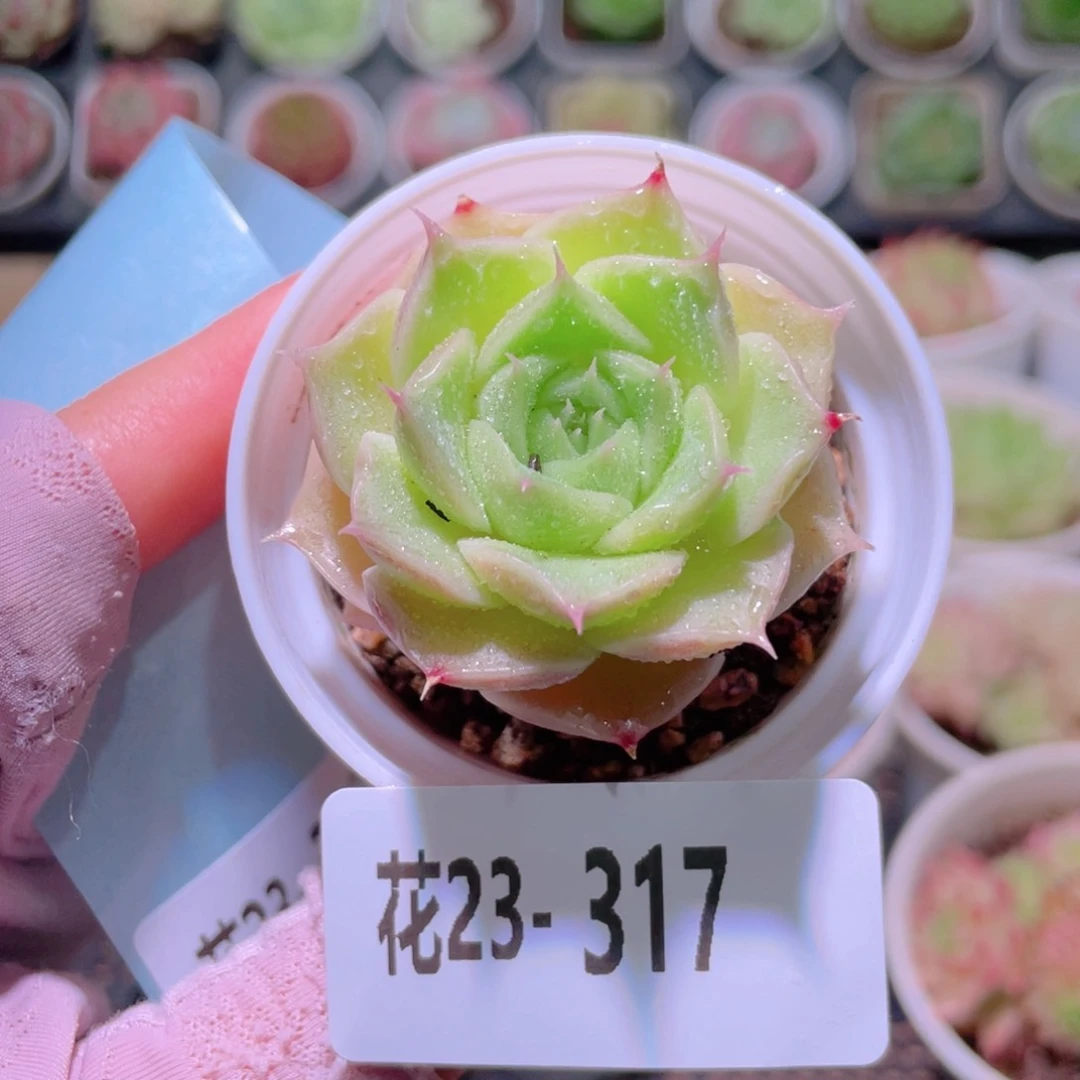 花利美23-317霜瓷