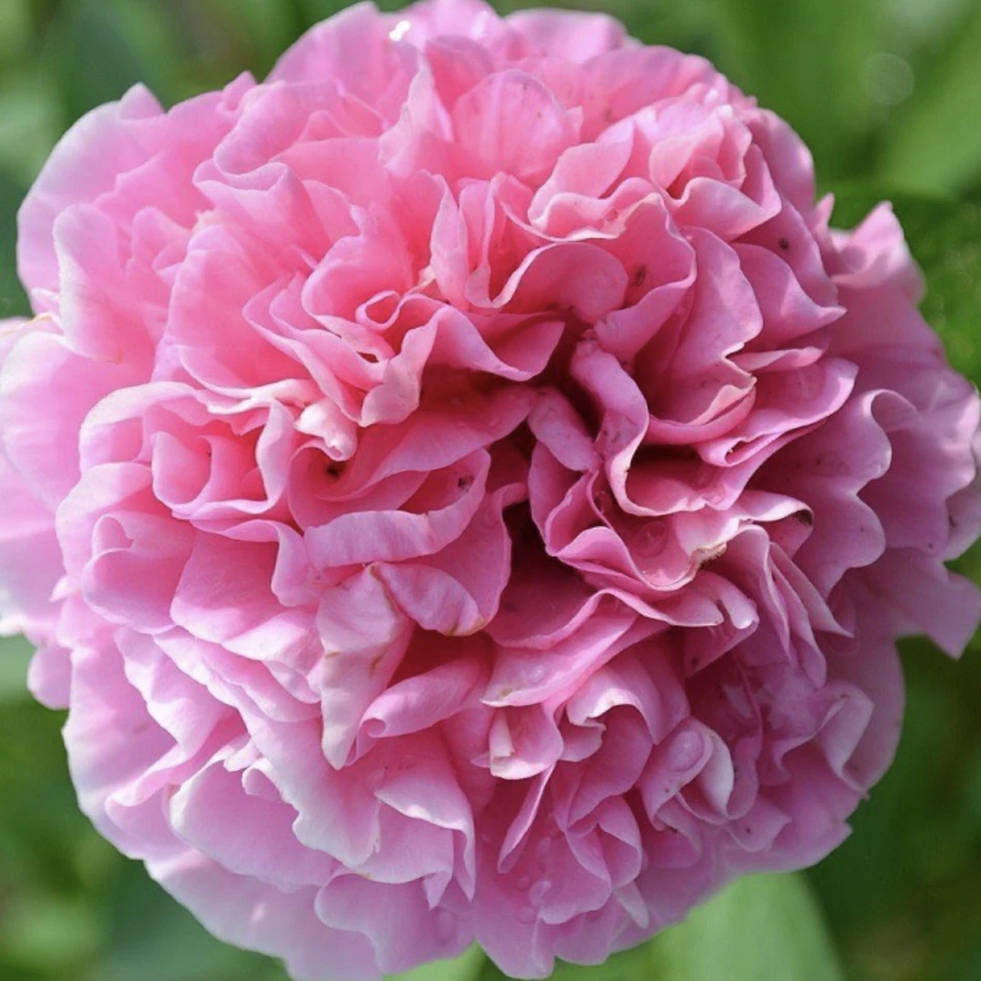 【进口芍药种苗-康乃馨花束】粉色系早期 庭院秋季裸根发苗 包对版