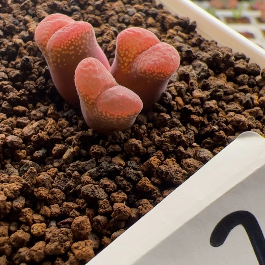 5.31风铃多肉植物37