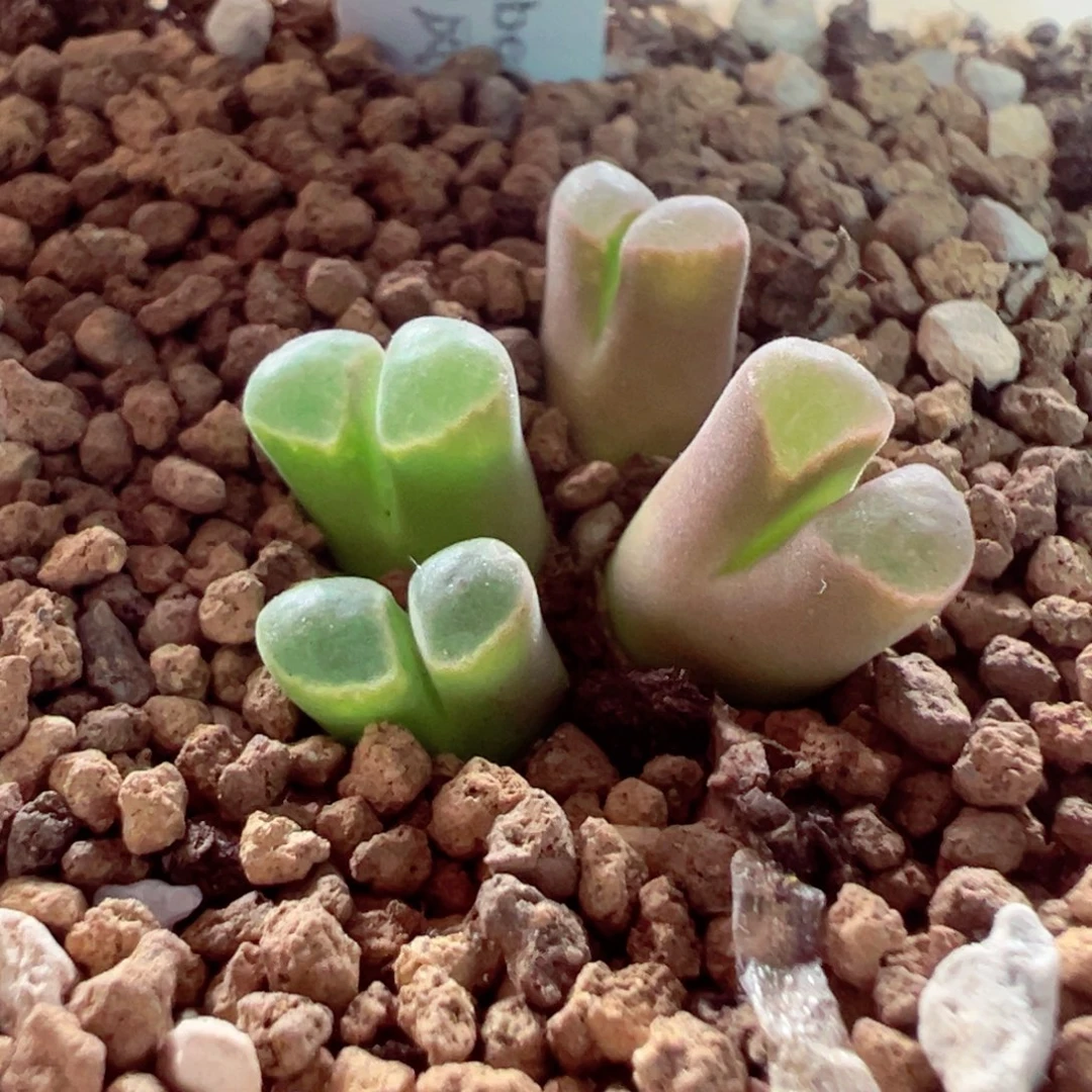 425-598多肉粉天鹅绒