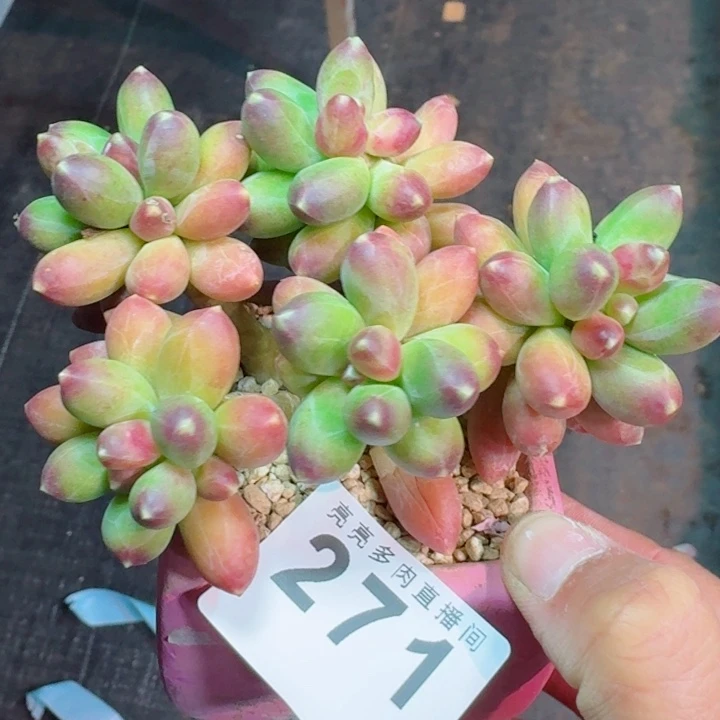 千黛田         精控精养多肉植物
