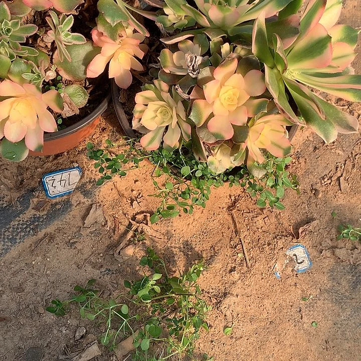 老*石多肉植物香妃有砍188