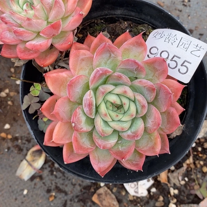 红***语9955开播福利，12厘米