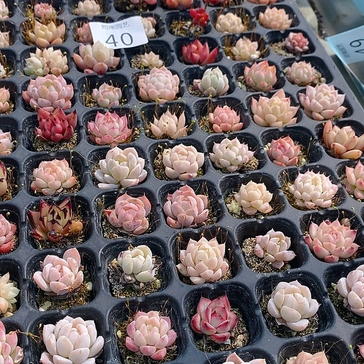 40 多肉植物盆栽花卉植物