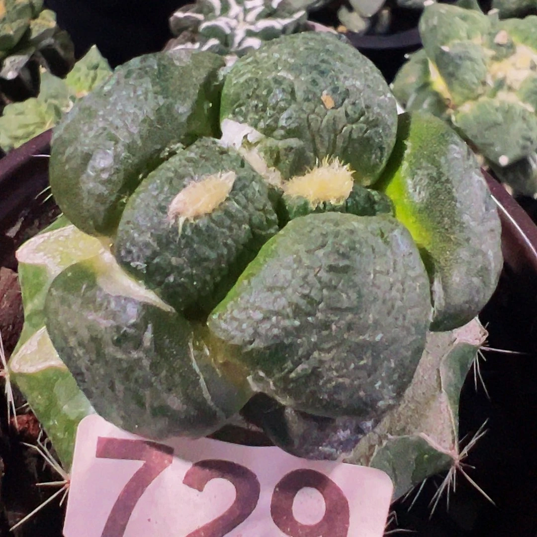 无花朵福利大尤光面连山牡丹729