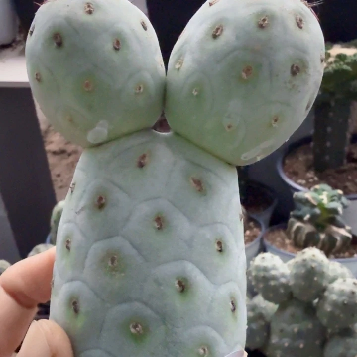 无花朵400落地白皮洞洞习