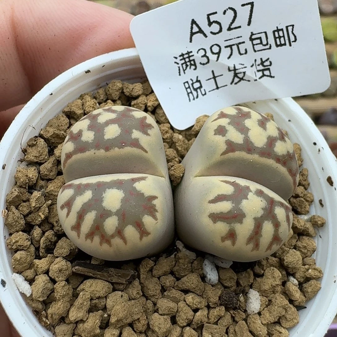 527多肉哈哈哈哈哈哈