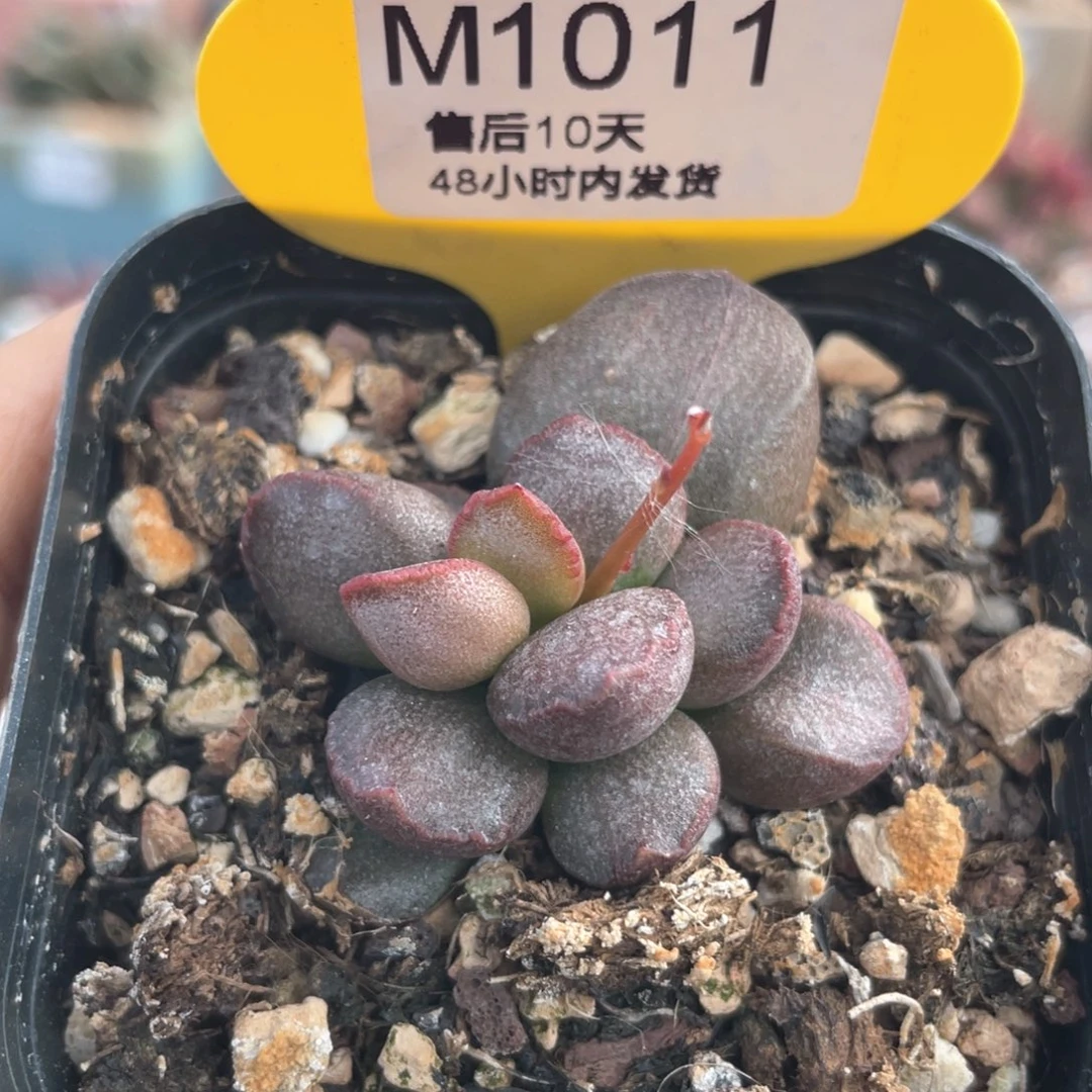 梦魇。      1011。