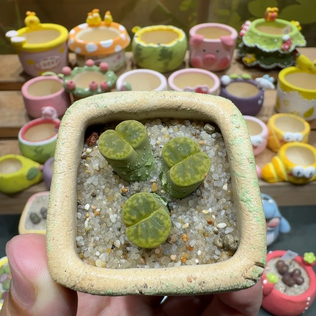 蘑菇1086黄鸣玄多肉植物